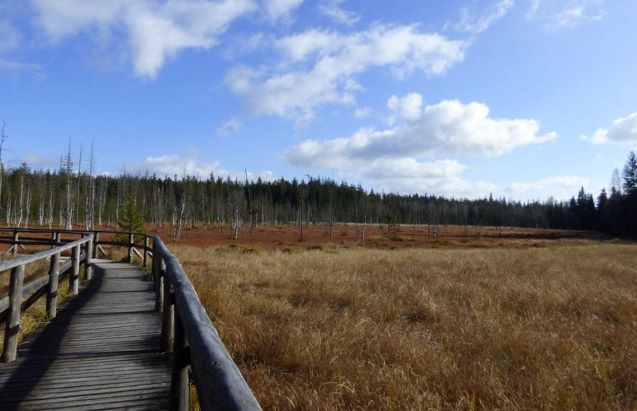 2022.06.02 Taras Pichurów, torfowiska (archiwum)