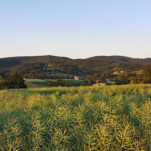 27.07.2025 Żółtym szlakiem - Liwocz (archiwum)