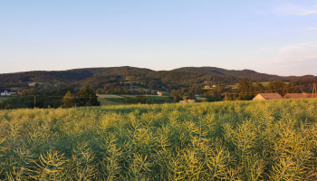 27.07.2025 Żółtym szlakiem - Liwocz (archiwum)