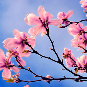 21.03.2026 XLIII Powitanie Wiosny - Leśna Wola