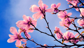 21.03.2026 XLIII Powitanie Wiosny - Leśna Wola